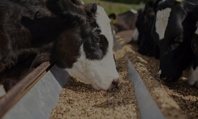 ALIMENTAÇÃO ANIMAL